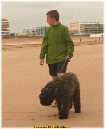 Bouvier des Flandres Association Ô Dis Moi BouBou